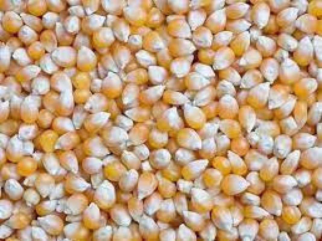 yellow maize from India